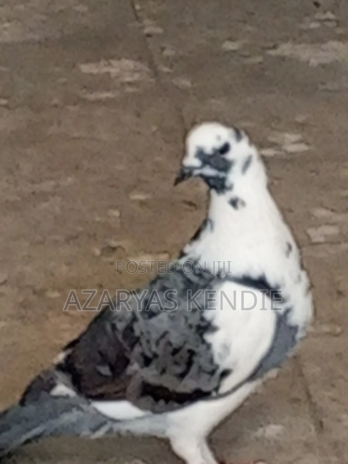 እርግብ የማሸጡ አስቸኳይ