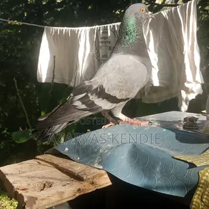 እርግብ የማሸጡ አስቸኳይ