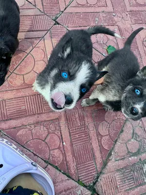 0-1 month Male Purebred Siberian Husky