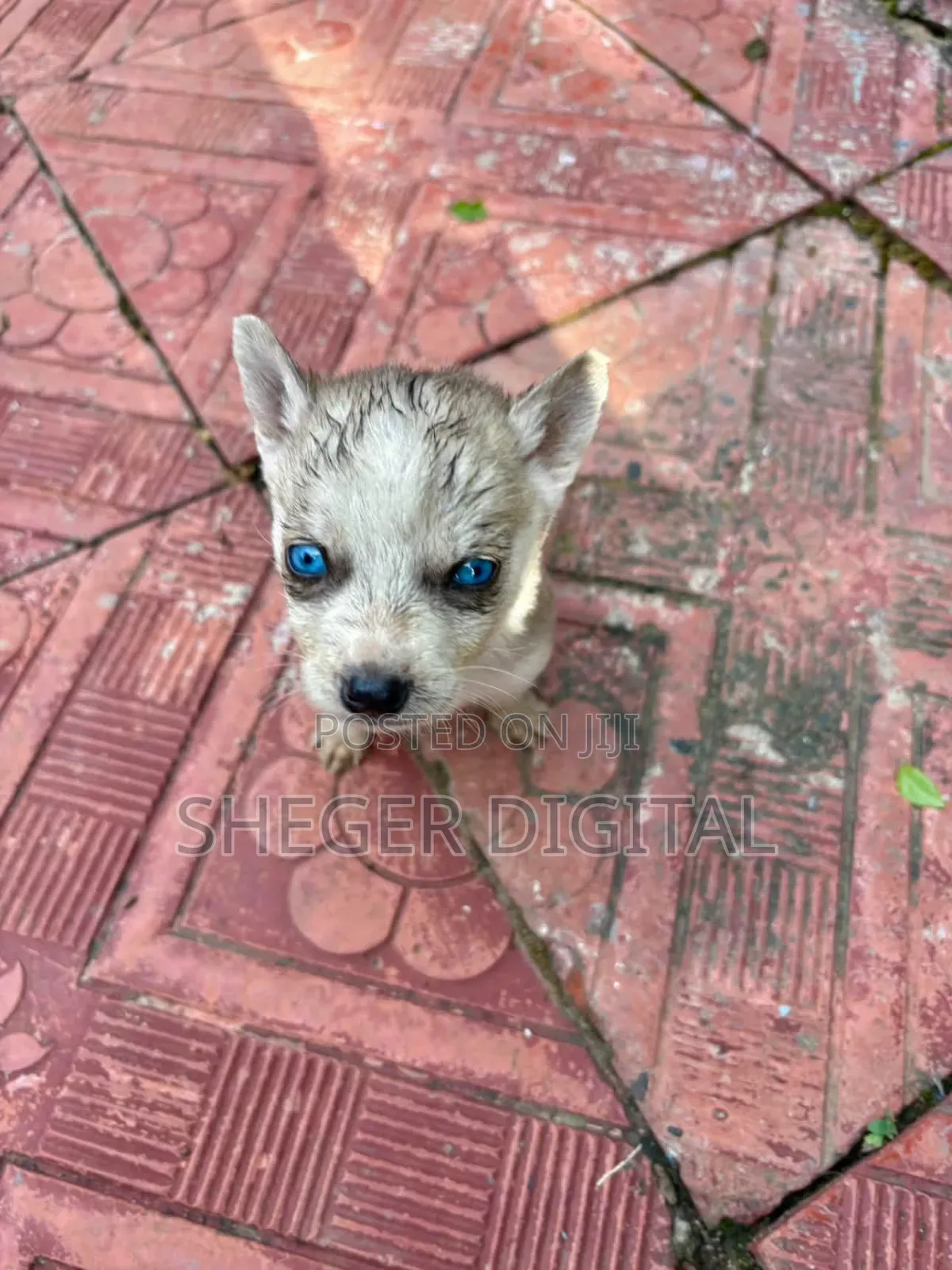 0-1 month Male Purebred Siberian Husky