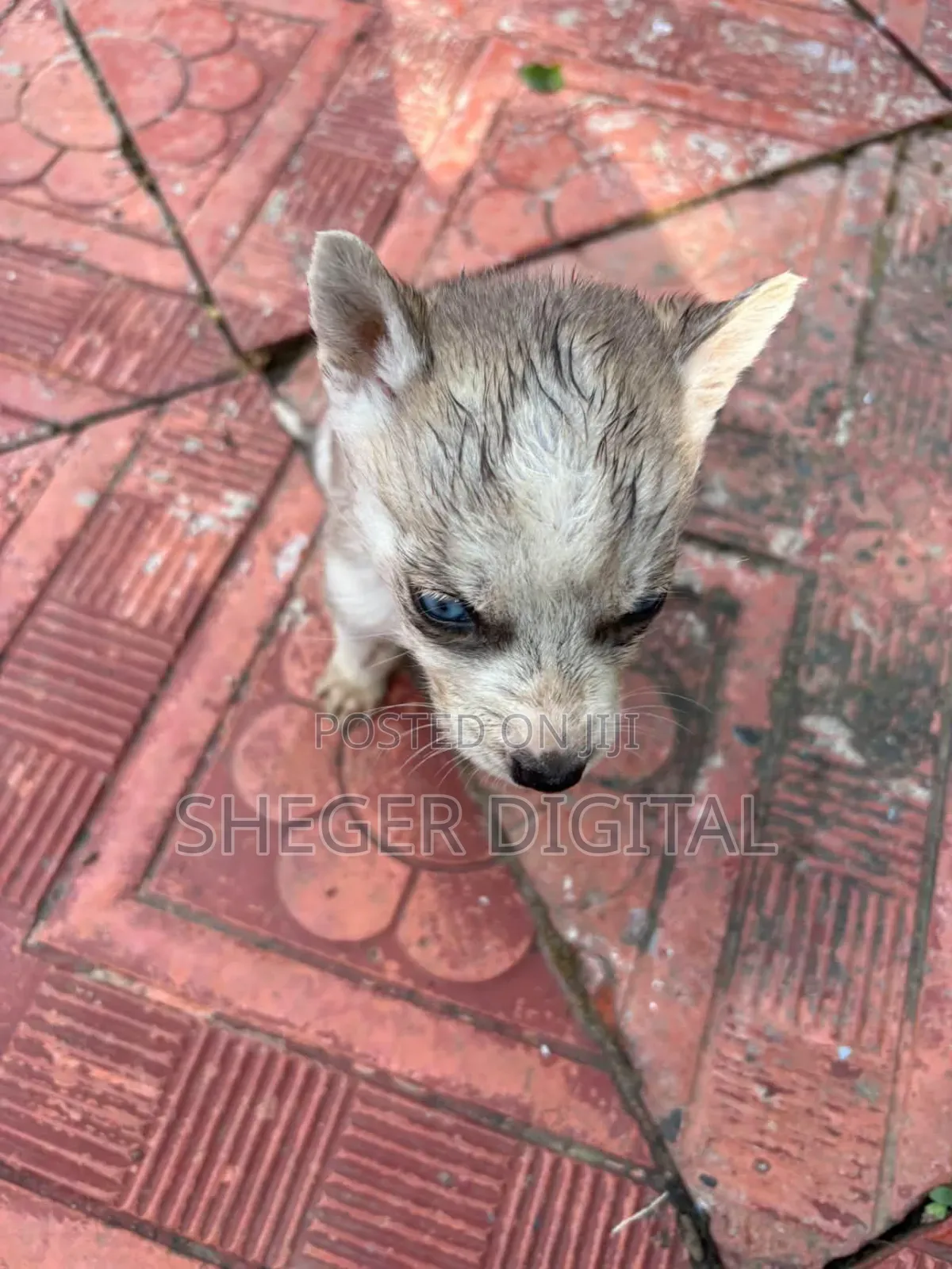 0-1 month Male Purebred Siberian Husky