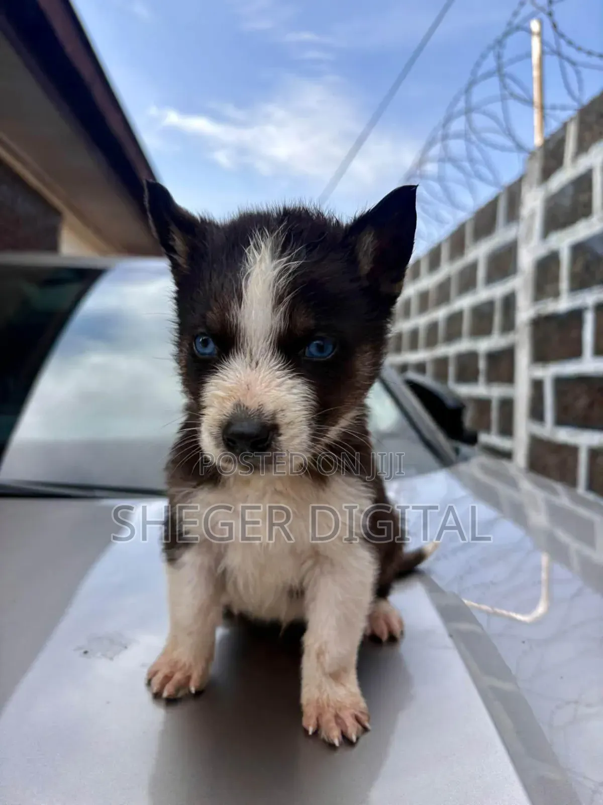 0-1 month Male Purebred Siberian Husky