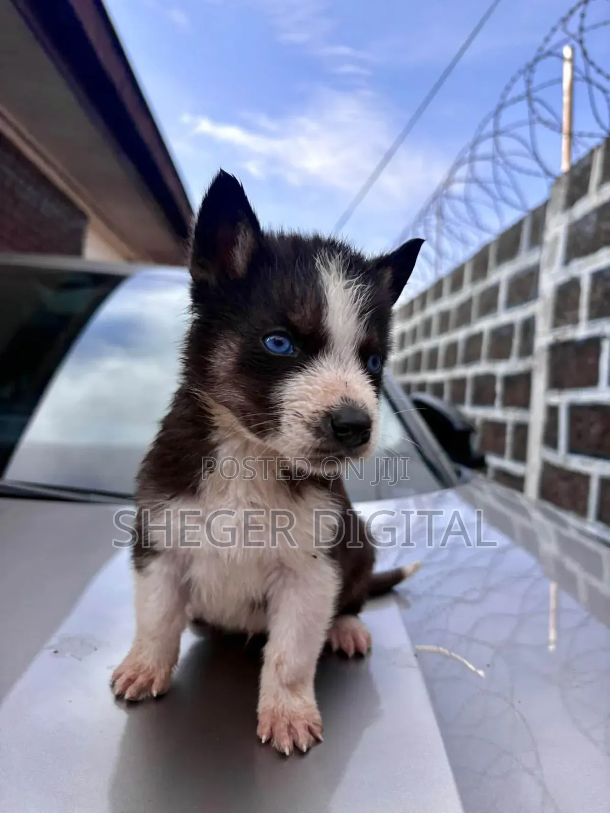 0-1 month Male Purebred Siberian Husky