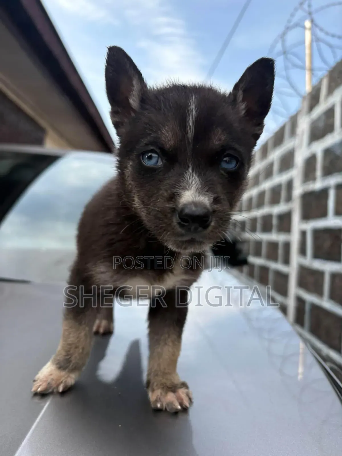 0-1 month Male Purebred Siberian Husky