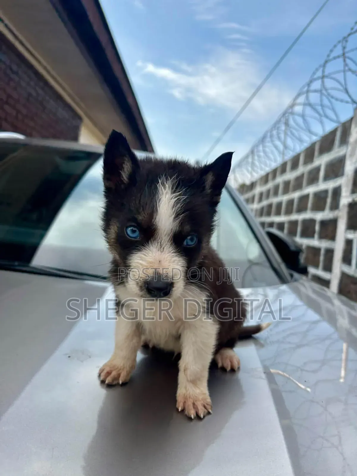0-1 month Male Purebred Siberian Husky