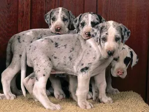 1-3 months Male Purebred Great Dane
