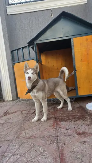 3-6 months Female Purebred Siberian Husky