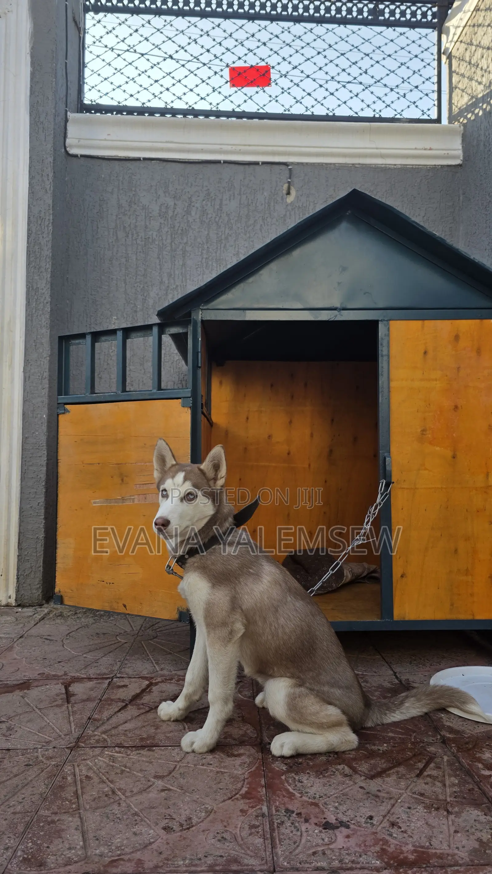 3-6 months Female Purebred Siberian Husky