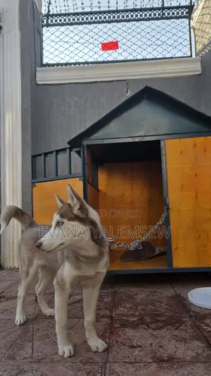 3-6 months Female Purebred Siberian Husky