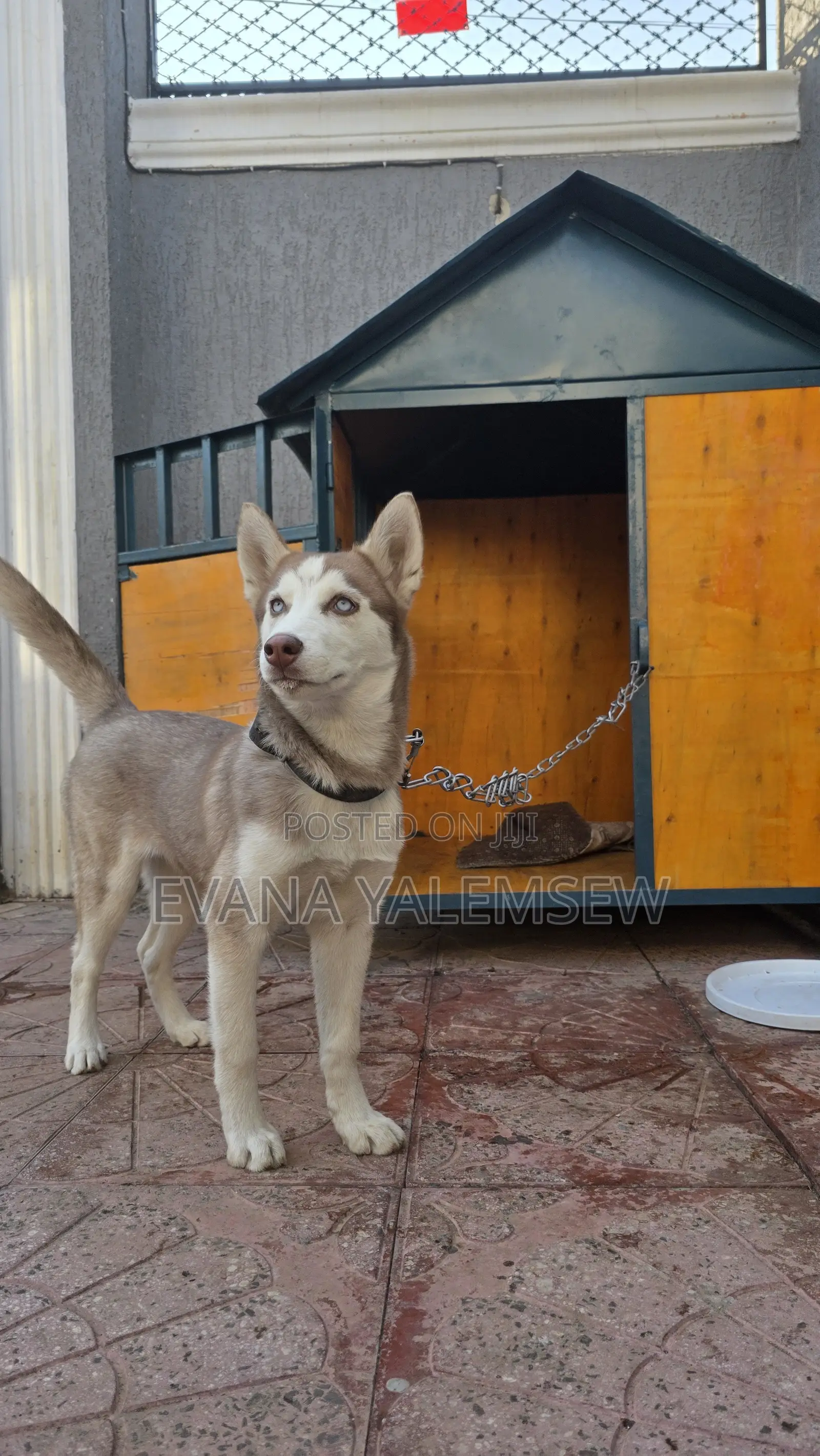 3-6 months Female Purebred Siberian Husky