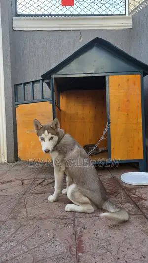 3-6 months Female Purebred Siberian Husky