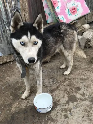 1+ year Male Purebred Siberian Husky