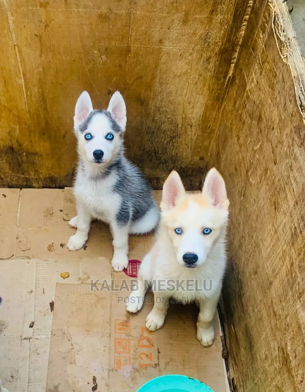 3-6 Months Female Purebred Siberian Husky