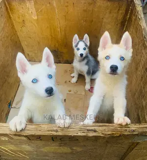 3-6 Months Female Purebred Siberian Husky