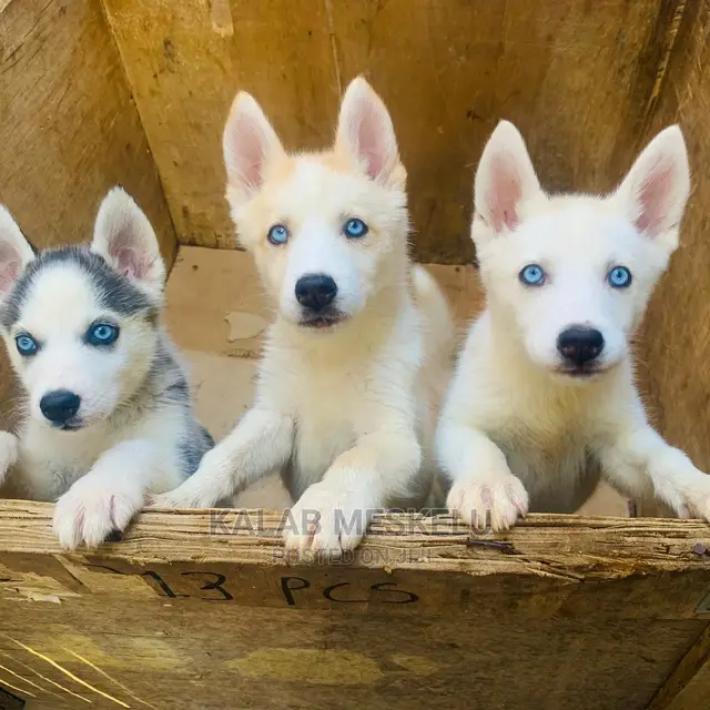 3-6 Months Female Purebred Siberian Husky