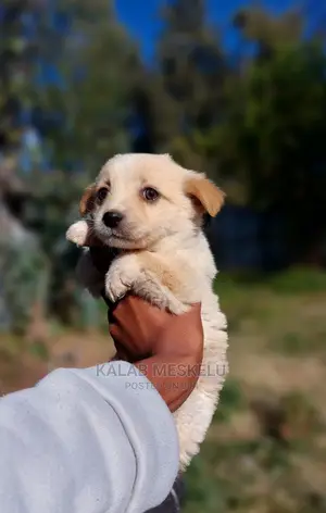 1-3 Months Female Purebred Dog