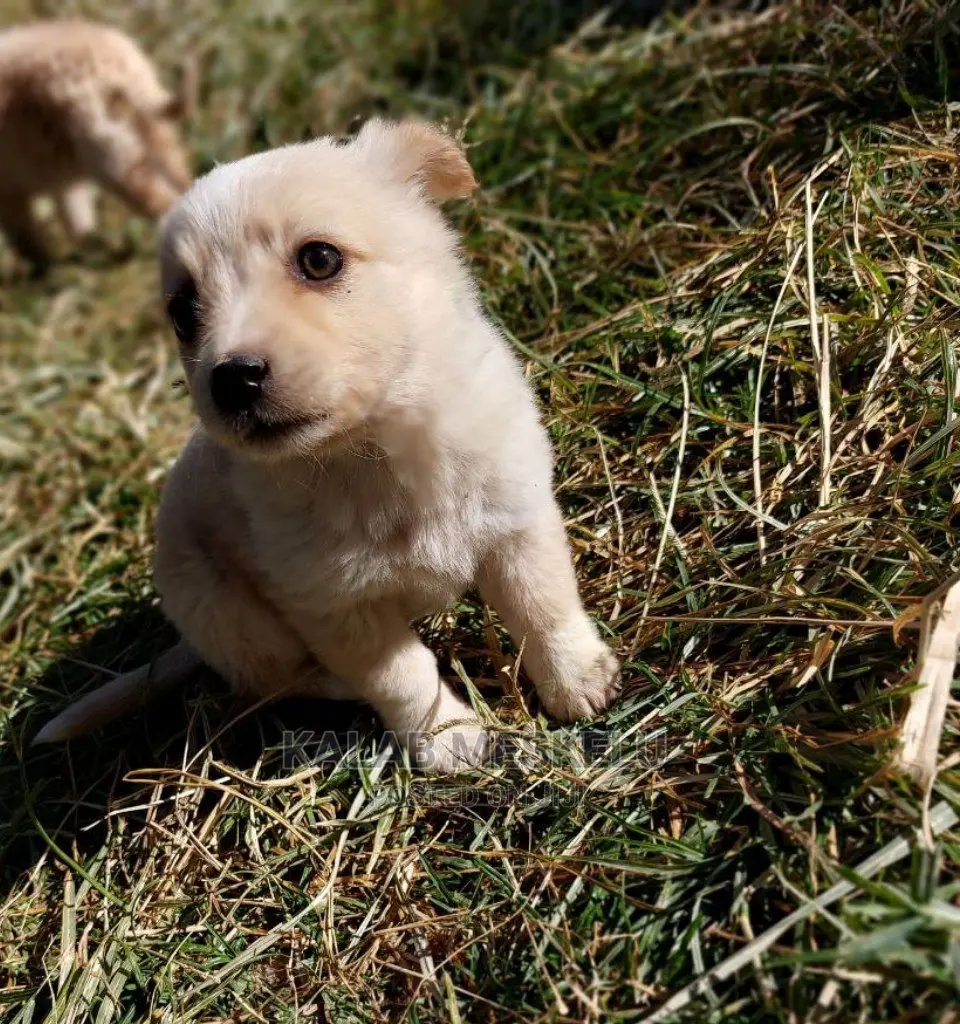1-3 Months Female Purebred Dog