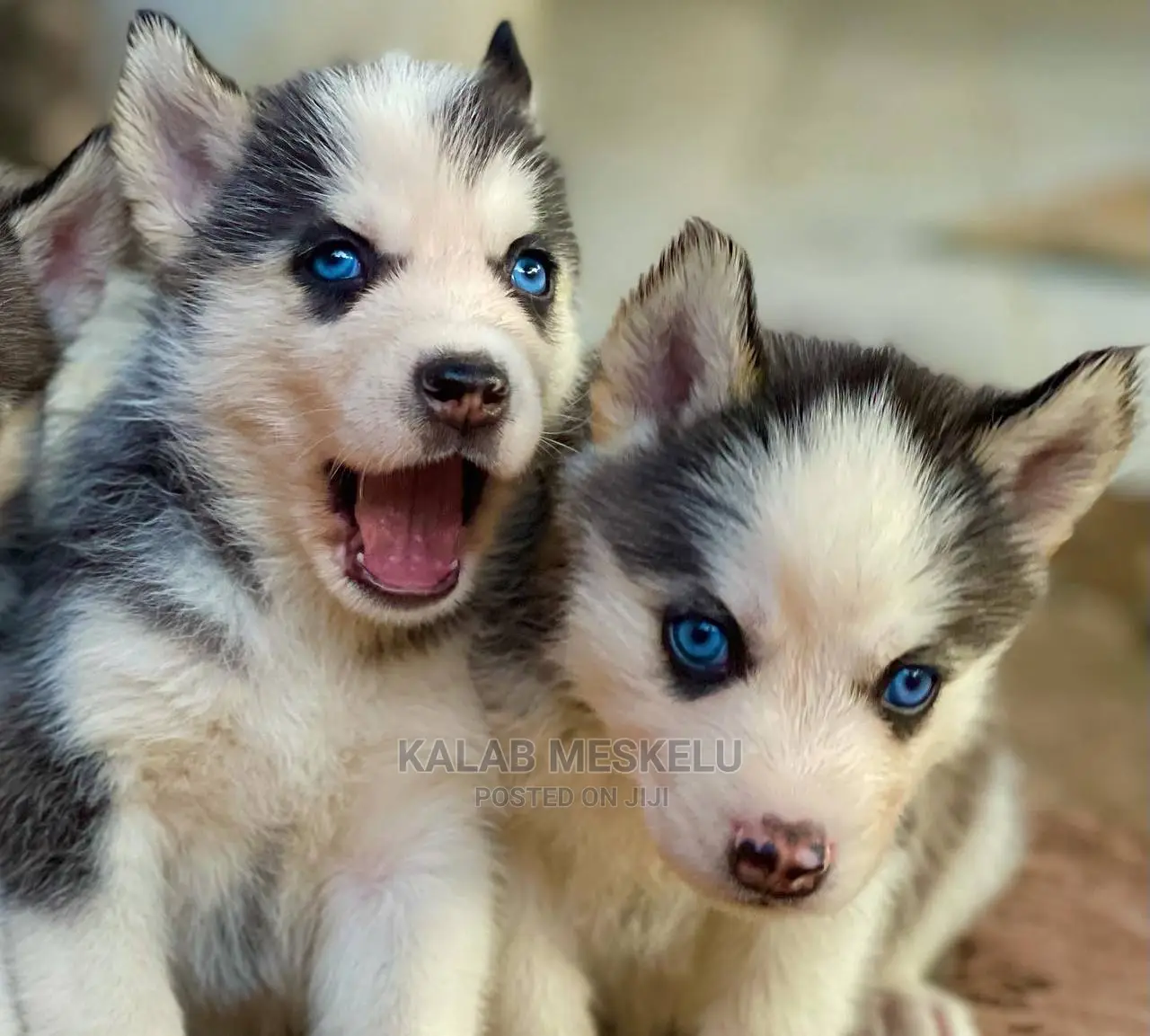 1-3 Months Male Purebred Siberian Husky