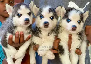 1-3 Months Male Purebred Siberian Husky