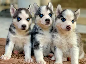 1-3 Months Male Purebred Siberian Husky