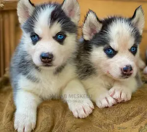 1-3 Months Male Purebred Siberian Husky