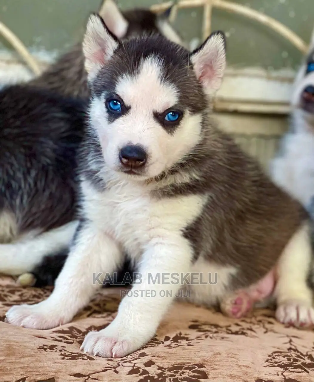 1-3 Months Male Purebred Siberian Husky
