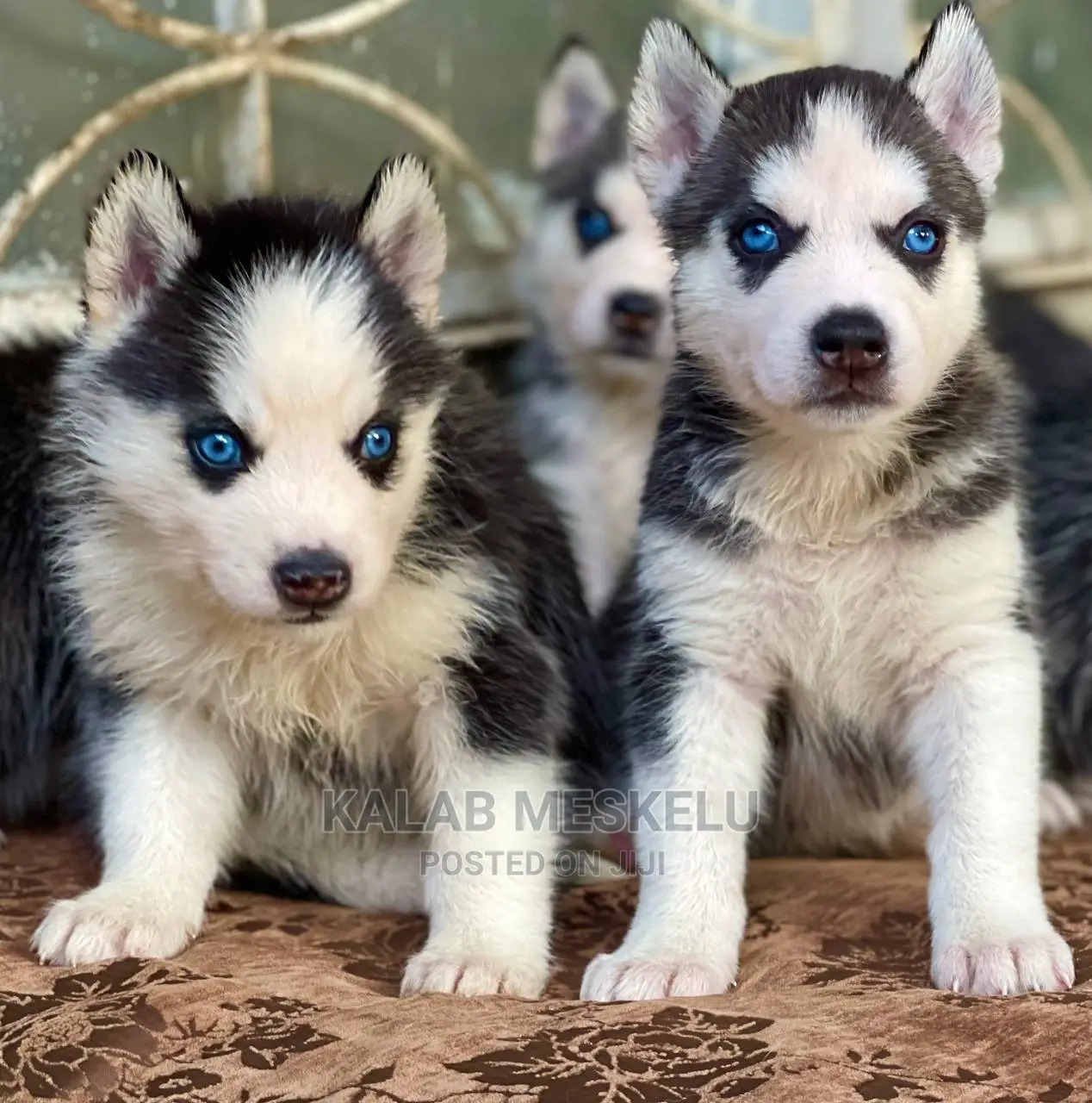 1-3 Months Male Purebred Siberian Husky