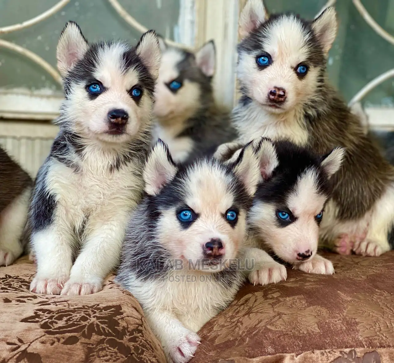 1-3 Months Male Purebred Siberian Husky