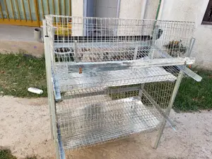 Chicken Cage የዶሮ ቤት