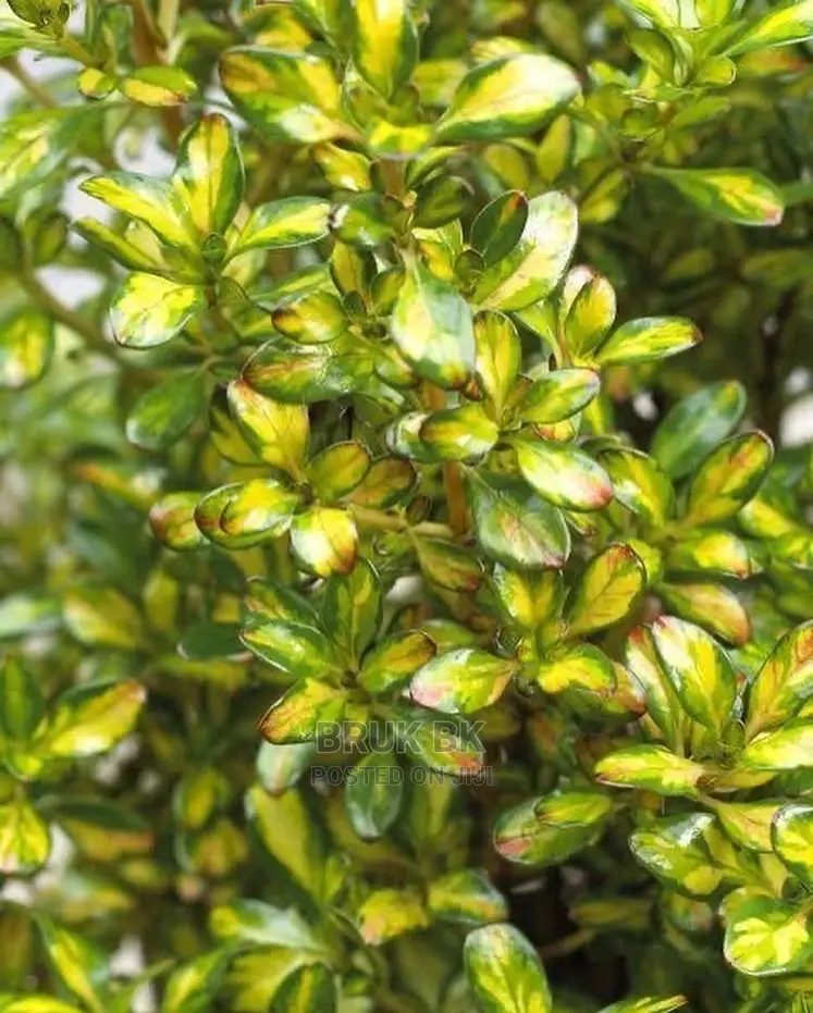 This Plant Comes in Different and Beautiful Colors
