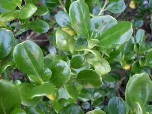 This Plant Comes in Different and Beautiful Colors