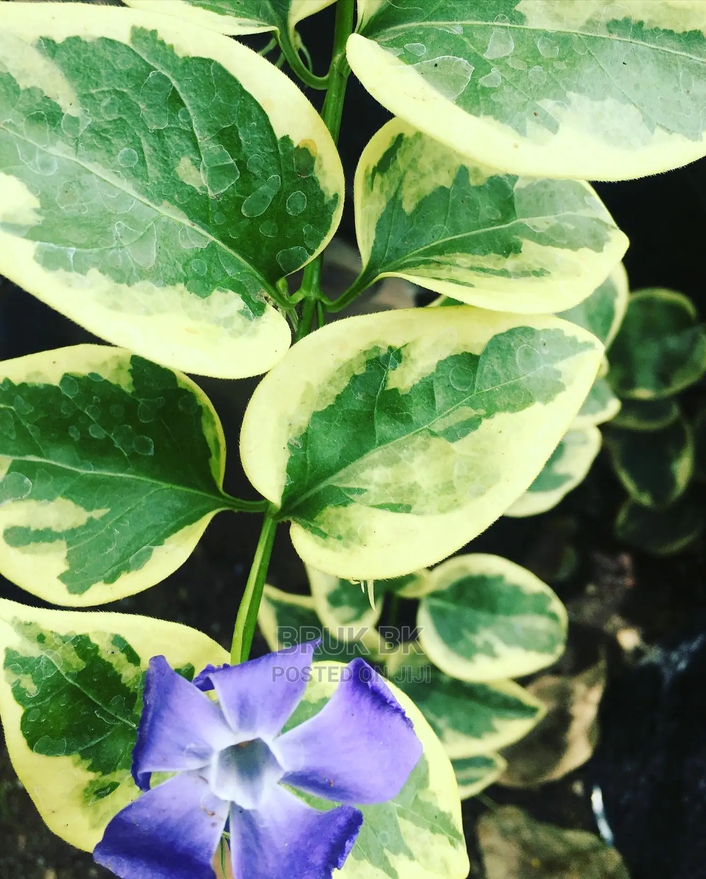 Hanging Plant