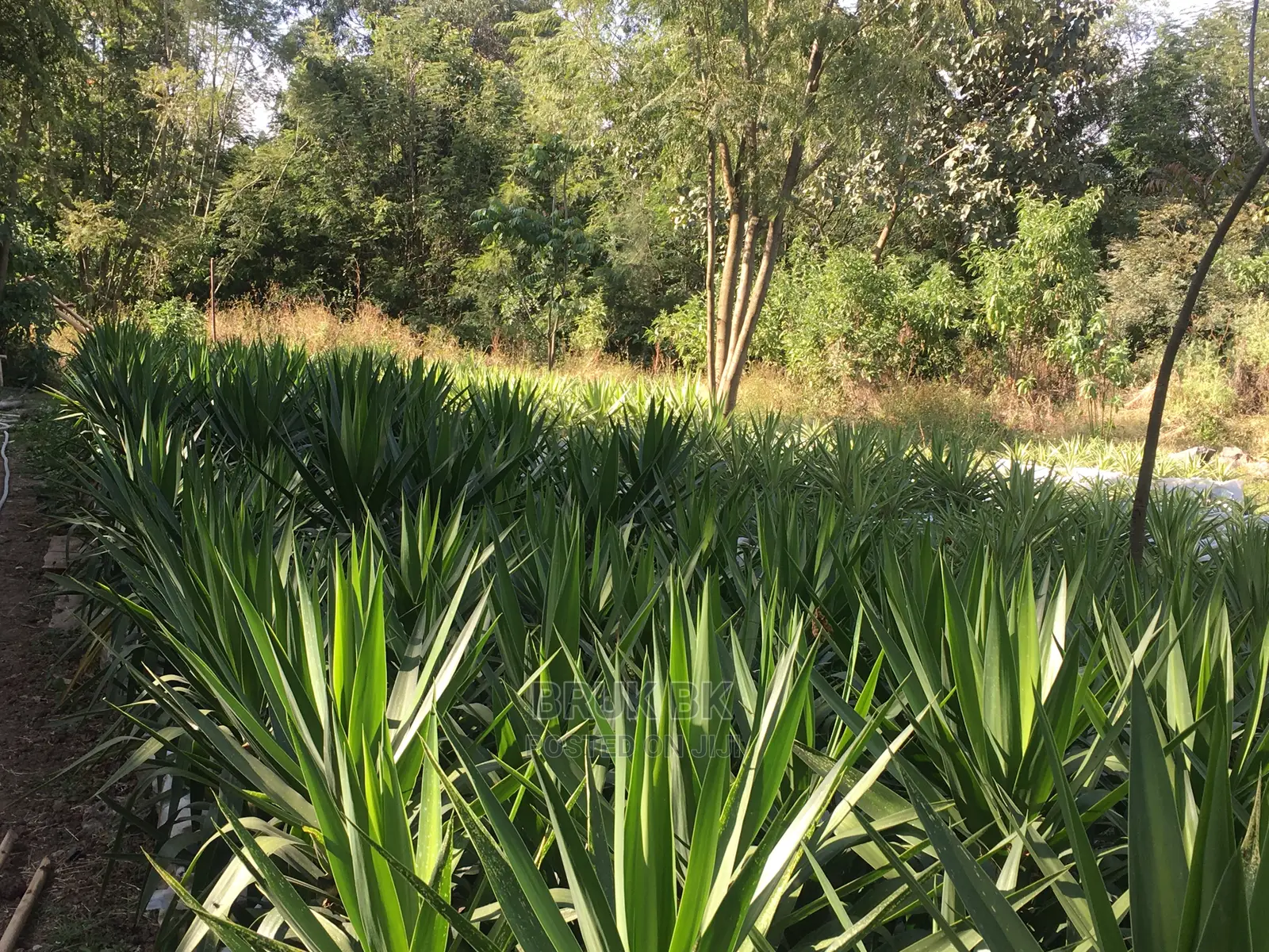 Yucca Variety Beautiful Outdoor Plant