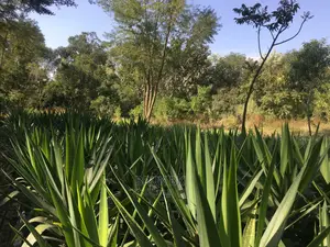 Yucca Variety Beautiful Outdoor Plant