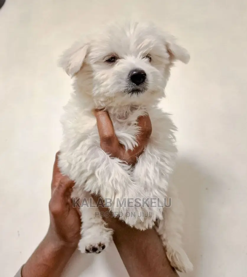 1-3 Months Female Purebred Maltese
