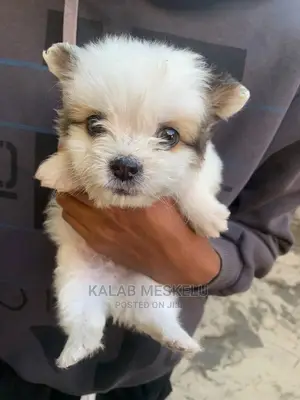 1-3 Months Male Mixed Breed Havanese