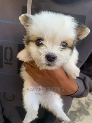 1-3 Months Male Mixed Breed Havanese