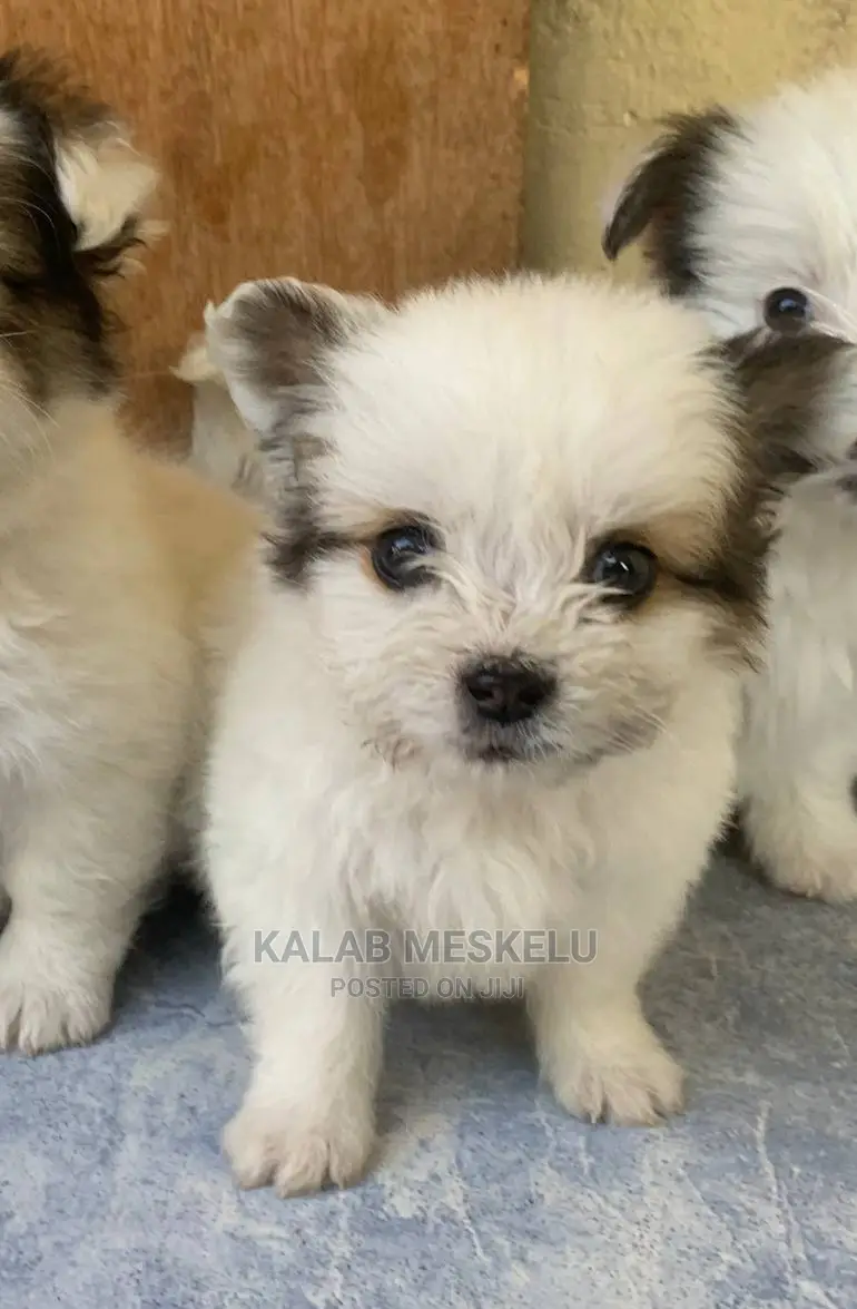 1-3 Months Male Mixed Breed Havanese