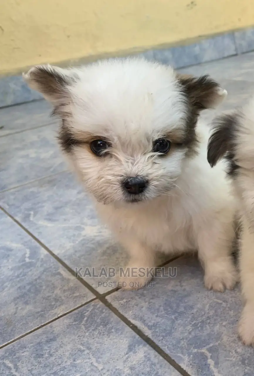 1-3 Months Male Mixed Breed Havanese