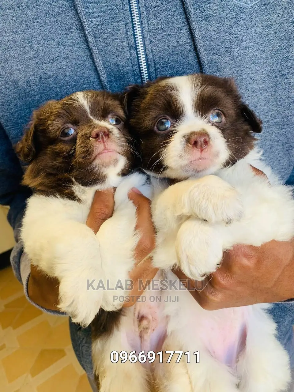 1-3 Months Male Purebred Papillon