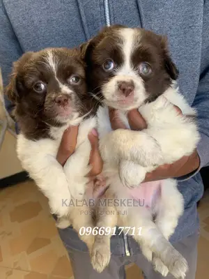 1-3 Months Male Purebred Papillon