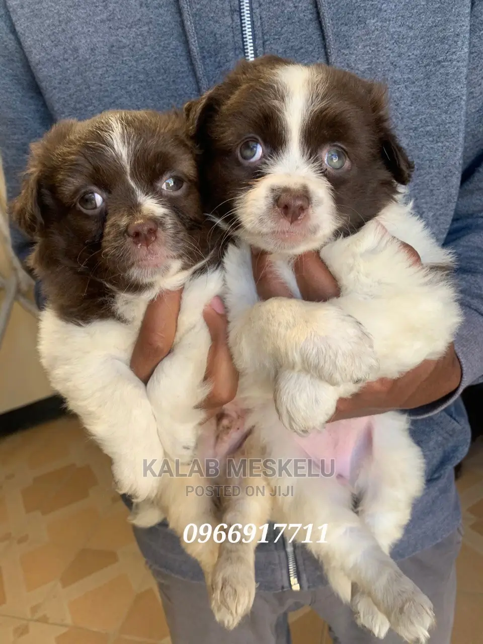 1-3 Months Male Purebred Papillon