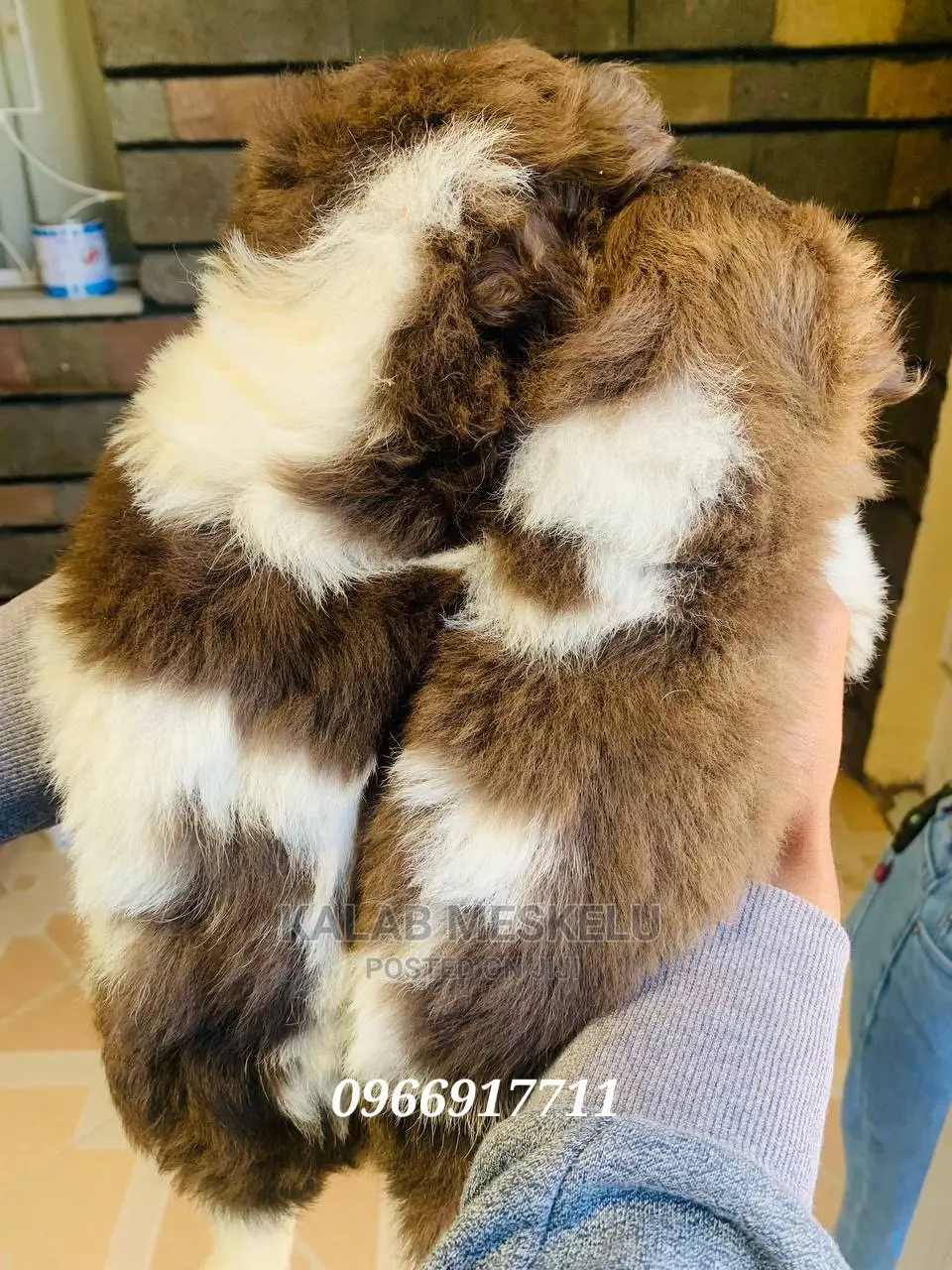 1-3 Months Male Purebred Papillon