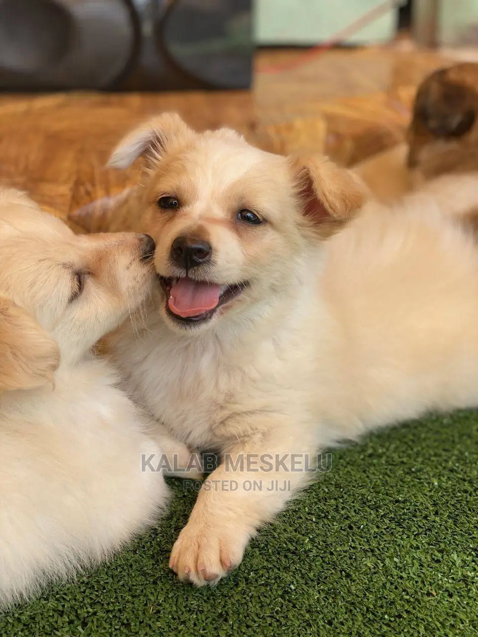 1-3 Months Male Purebred Dog