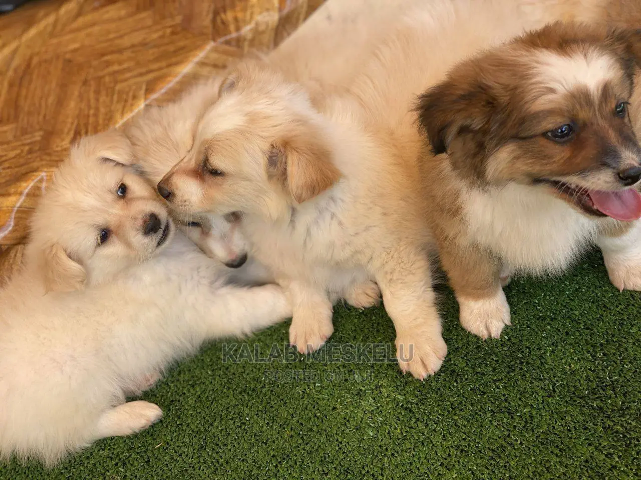 1-3 Months Male Purebred Dog