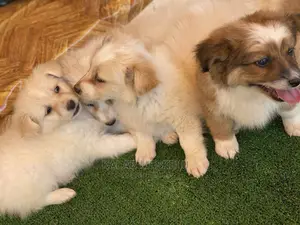 1-3 Months Male Purebred Dog