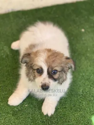 1-3 Months Male Purebred Dog