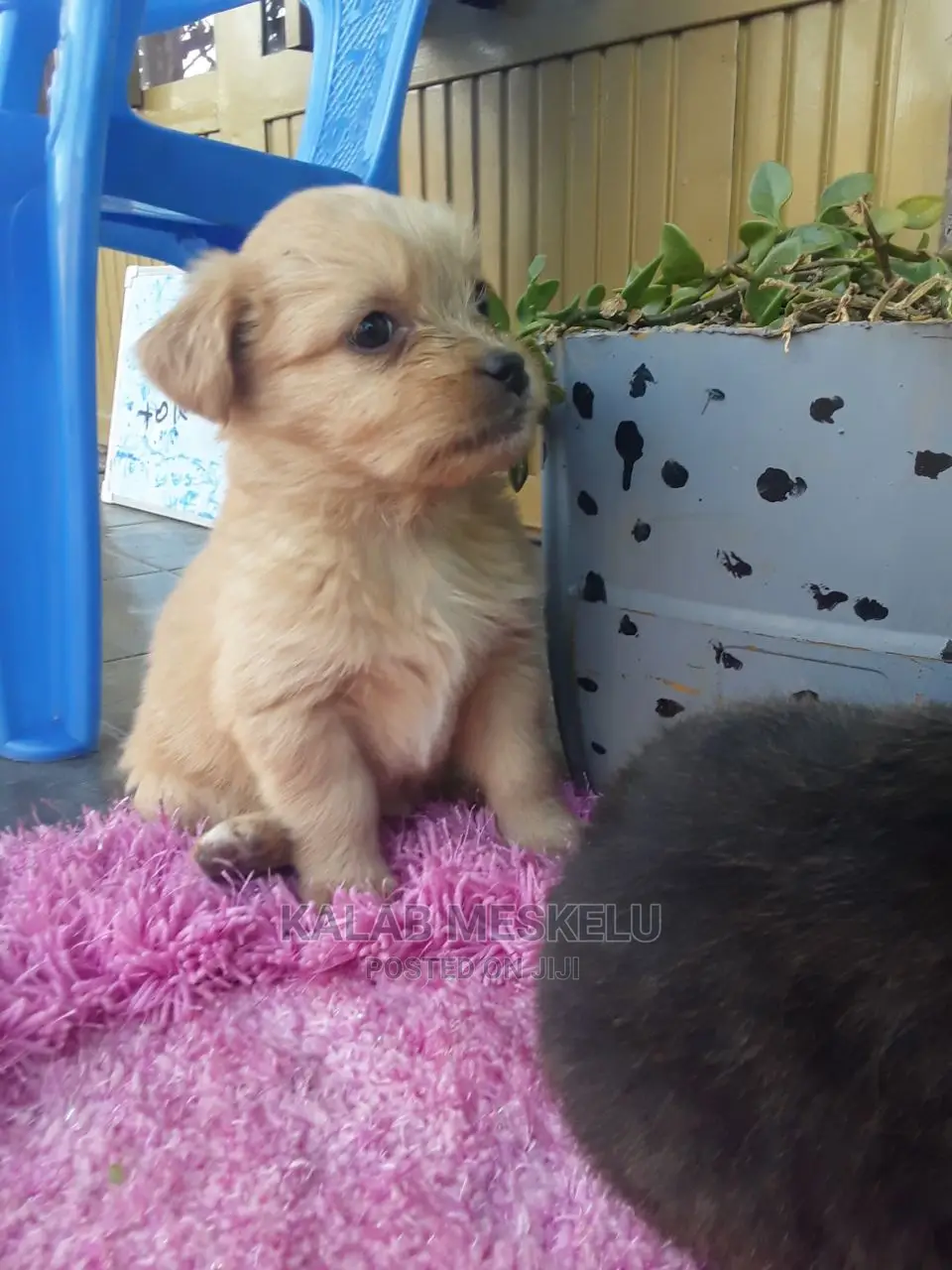 1-3 Months Female Mixed Breed Dog