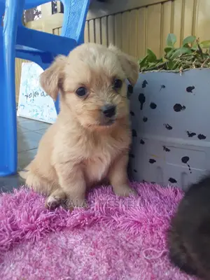1-3 Months Female Mixed Breed Dog