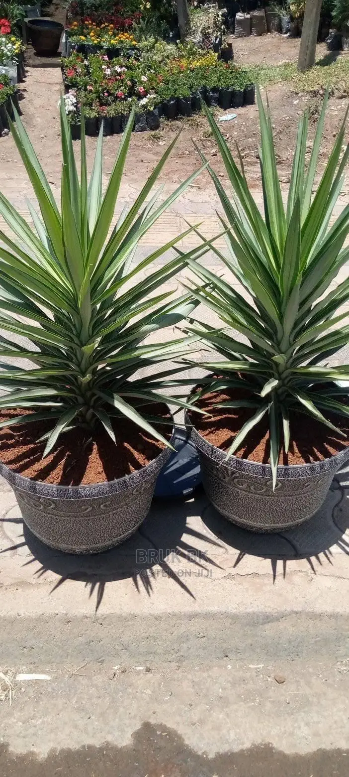 Yucca Plant
